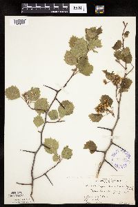 Crataegus macrosperma image