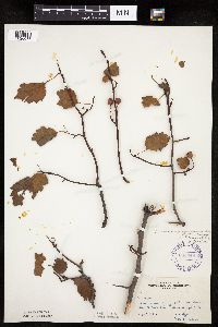 Crataegus macrosperma image