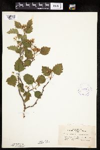 Crataegus macrosperma image