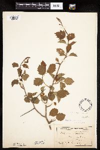 Crataegus macrosperma image