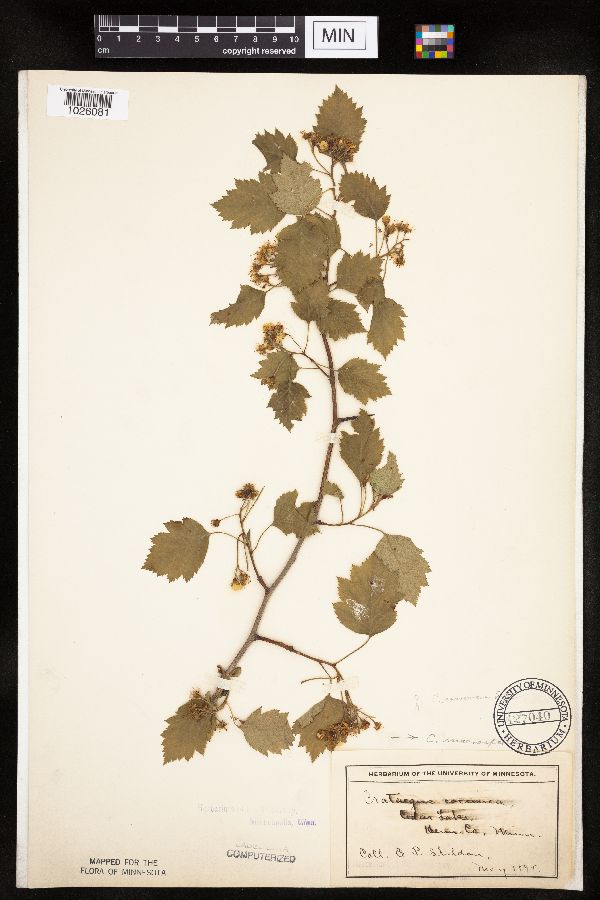 Crataegus macrosperma image