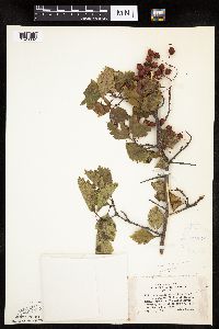 Crataegus macrosperma image