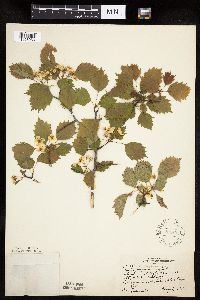 Crataegus macrosperma image