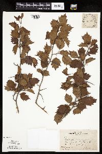 Crataegus macrosperma image