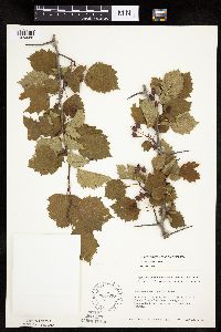 Crataegus macrosperma image