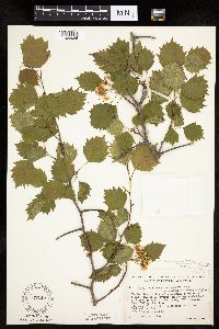 Crataegus macrosperma image