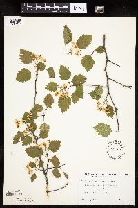 Crataegus macrosperma image