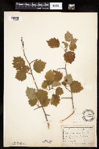Crataegus macrosperma image