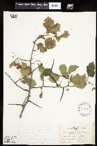 Crataegus macrosperma image