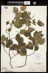Crataegus macrosperma image