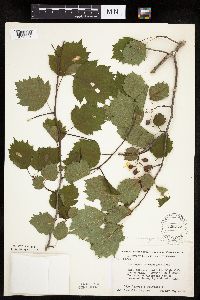 Crataegus macrosperma image