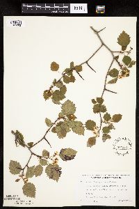 Crataegus macrosperma image