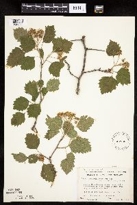Crataegus macrosperma image