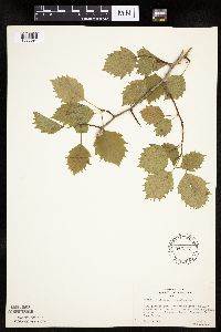Crataegus macrosperma image