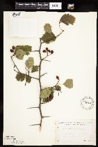 Crataegus macrosperma image