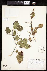 Crataegus macrosperma image
