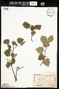 Crataegus macrosperma image