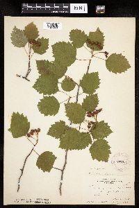 Crataegus macrosperma image