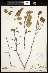 Crataegus macrosperma image