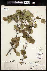 Crataegus macrosperma image