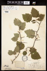 Crataegus macrosperma image