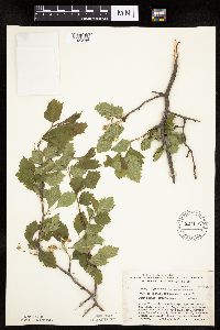 Crataegus macrosperma image