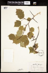 Crataegus macrosperma image