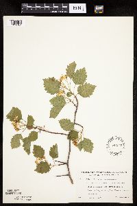 Crataegus macrosperma image