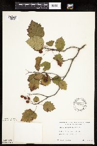 Crataegus macrosperma image