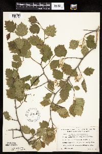 Crataegus macrosperma image