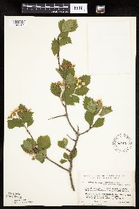 Crataegus macrosperma image