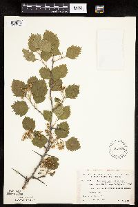 Crataegus macrosperma image