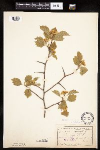 Crataegus macrosperma image
