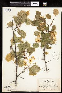 Crataegus macrosperma image