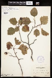 Crataegus macrosperma image