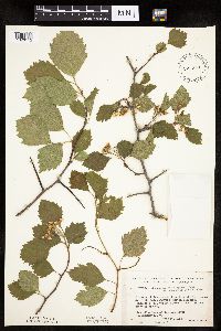 Crataegus macrosperma image