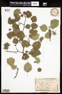 Crataegus macrosperma image