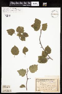 Crataegus macrosperma image