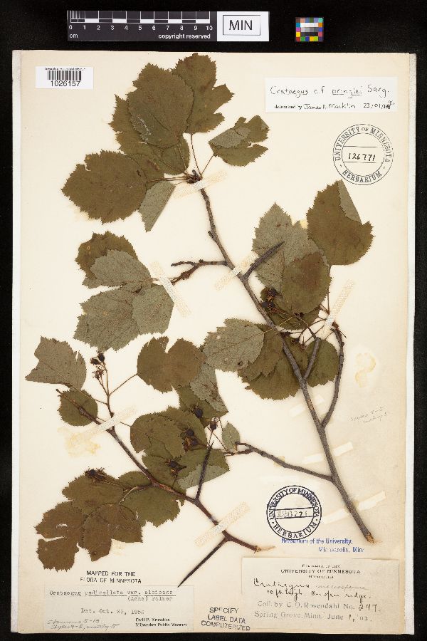 Crataegus coccinea var. pringlei image