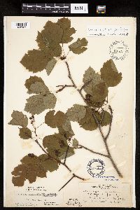 Crataegus coccinea image