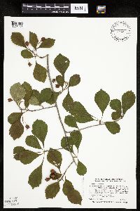 Crataegus punctata image