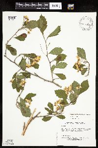 Crataegus punctata image