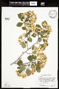 Crataegus punctata image