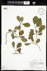 Crataegus punctata image