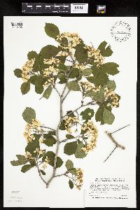 Crataegus punctata image
