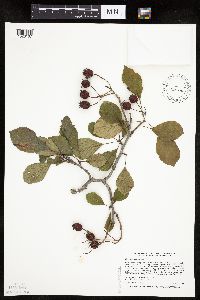 Crataegus punctata image