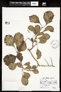 Crataegus punctata image