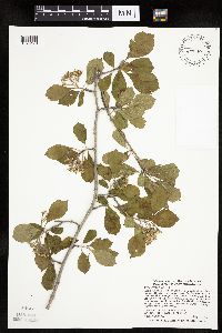 Crataegus punctata image