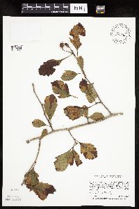 Crataegus punctata image