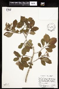 Crataegus punctata image